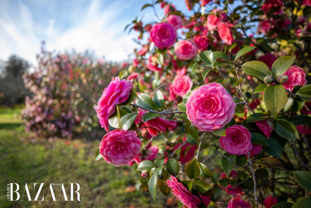 Meet @chanel.beauty's new innovation. The HYDRA BEAUTY Camellia