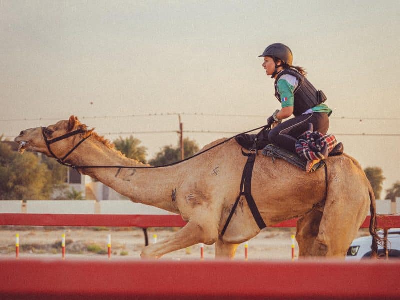 Camel Riders UAE